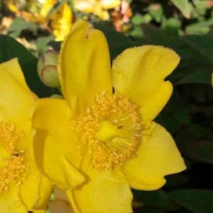 Photographie n°2202009 du taxon Hypericum x hidcoteense Hilling ex Geerinck