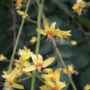 Photographie n°2202014 du taxon Koelreuteria paniculata Laxm. [1772]