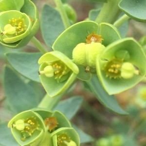 Photographie n°2202024 du taxon Euphorbia paralias L. [1753]