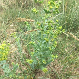 Photographie n°2202025 du taxon Euphorbia paralias L. [1753]