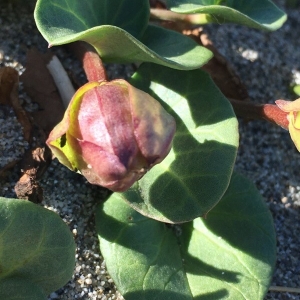 Photographie n°2202027 du taxon Convolvulus soldanella L. [1753]