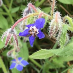 Photographie n°2202033 du taxon Borago officinalis L. [1753]