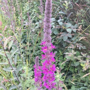 Photographie n°2202041 du taxon Lythrum salicaria L.