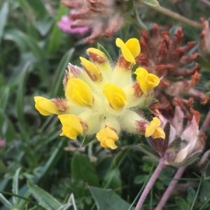 Photographie n°2202046 du taxon Anthyllis vulneraria L. [1753]
