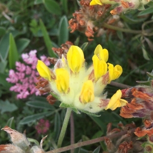 Photographie n°2202048 du taxon Anthyllis vulneraria L. [1753]