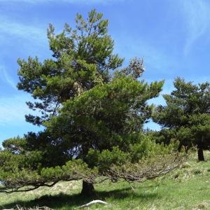 Photographie n°2202079 du taxon Pinus mugo subsp. uncinata (Ramond ex DC.) Domin [1936]