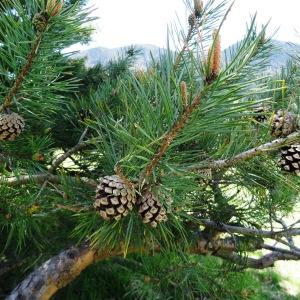 Photographie n°2202080 du taxon Pinus mugo subsp. uncinata (Ramond ex DC.) Domin [1936]