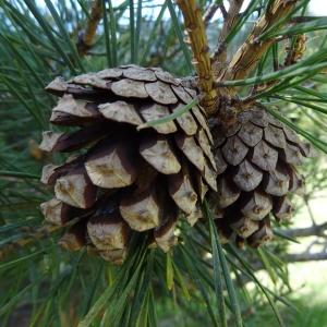 Photographie n°2202081 du taxon Pinus mugo subsp. uncinata (Ramond ex DC.) Domin [1936]