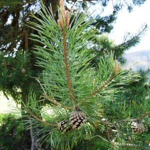 Photographie n°2202084 du taxon Pinus mugo subsp. uncinata (Ramond ex DC.) Domin [1936]