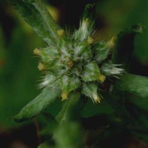 Photographie n°2202098 du taxon Filago pyramidata L. [1753]