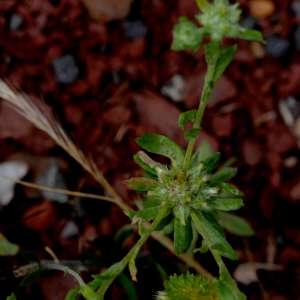 Photographie n°2202099 du taxon Filago pyramidata L. [1753]