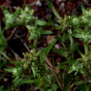 Photographie n°2202100 du taxon Filago pyramidata L. [1753]