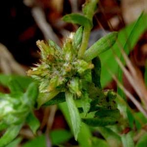 Photographie n°2202101 du taxon Filago pyramidata L. [1753]