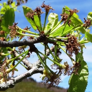 Photographie n°2202106 du taxon Prunus domestica L. [1753]