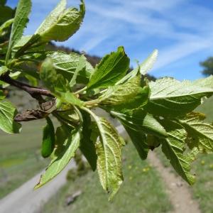 Photographie n°2202108 du taxon Prunus domestica L. [1753]