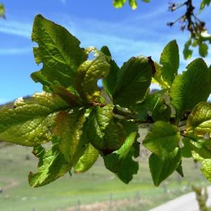 Photographie n°2202110 du taxon Prunus domestica L. [1753]