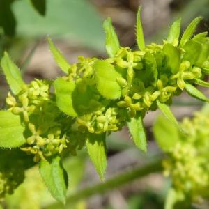 Photographie n°2202117 du taxon Cruciata laevipes Opiz