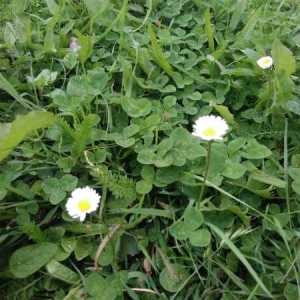 Photographie n°2202160 du taxon Bellis perennis L. [1753]