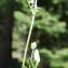  Liliane Roubaudi - Anthyllis vulneraria subsp. alpestris (Kit.) Asch. & Graebn. [1908]