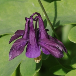 Photographie n°2202224 du taxon Aquilegia vulgaris L. [1753]