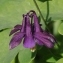  Barbara Mai - Aquilegia vulgaris L. [1753]