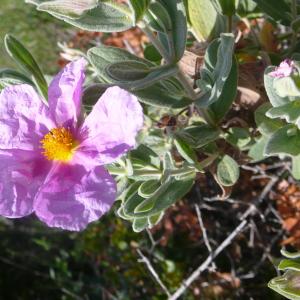 Photographie n°2202227 du taxon Cistus albidus L. [1753]