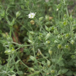 Photographie n°2202256 du taxon Arenaria serpyllifolia L.