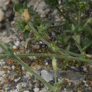 Photographie n°2202257 du taxon Arenaria serpyllifolia L.