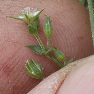 Photographie n°2202261 du taxon Arenaria serpyllifolia L.