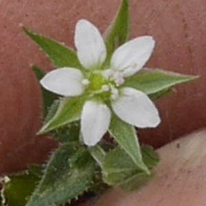 Photographie n°2202262 du taxon Arenaria serpyllifolia L.