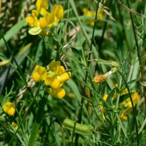 Photographie n°2202291 du taxon Lathyrus pratensis L. [1753]