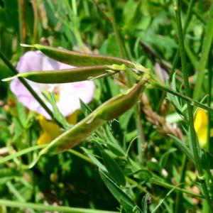 Photographie n°2202292 du taxon Lathyrus pratensis L. [1753]