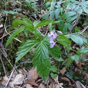 Photographie n°2202307 du taxon Cardamine pentaphyllos (L.) Crantz