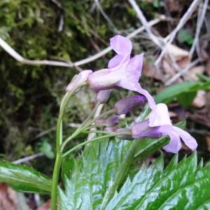 Photographie n°2202309 du taxon Cardamine pentaphyllos (L.) Crantz