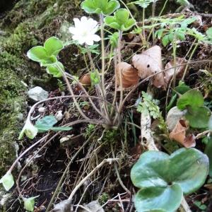 Photographie n°2202316 du taxon Anemone hepatica L.