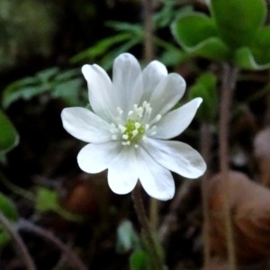 Photographie n°2202317 du taxon Anemone hepatica L.