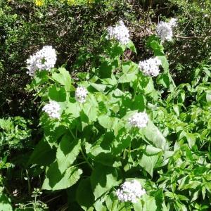 Photographie n°2202325 du taxon Lunaria rediviva L.