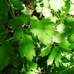 Photographie n°2202333 du taxon Chelidonium majus subsp. majus 