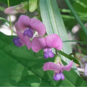 Photographie n°2202346 du taxon Lathyrus sylvestris L. [1753]