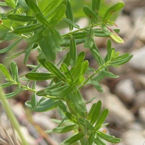 Photographie n°2202352 du taxon Hypericum perforatum L. [1753]