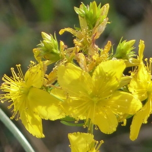 Photographie n°2202353 du taxon Hypericum perforatum L. [1753]