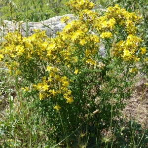Photographie n°2202354 du taxon Hypericum perforatum L. [1753]