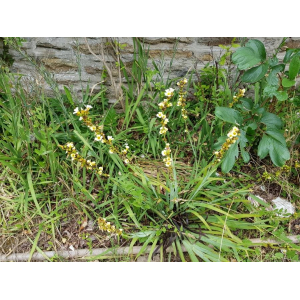 Sisyrinchium striatum Sm. (Pale Yellow-eyed-grass)