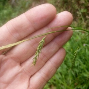 Photographie n°2202369 du taxon Carex sylvatica Huds. [1762]