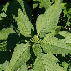 Photographie n°2202378 du taxon Amaranthus retroflexus L. [1753]