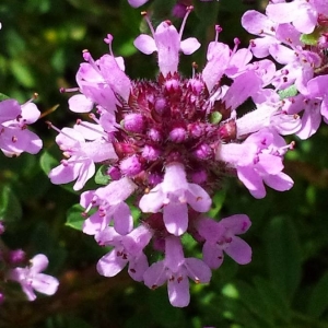 Photographie n°2202394 du taxon Thymus serpyllum L. [1753]