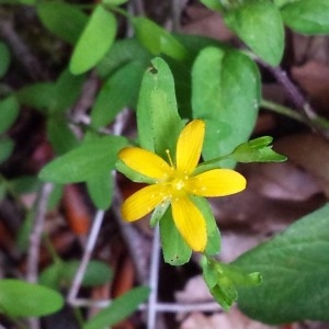 Photographie n°2202443 du taxon Hypericum humifusum L. [1753]