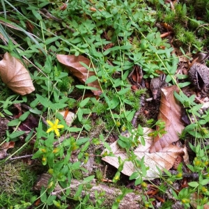 Photographie n°2202445 du taxon Hypericum humifusum L. [1753]