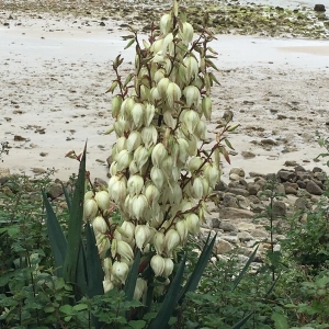 Photographie n°2202456 du taxon Yucca gloriosa L. [1753]