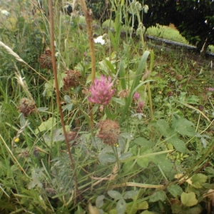 Photographie n°2202476 du taxon Trifolium pratense L. [1753]